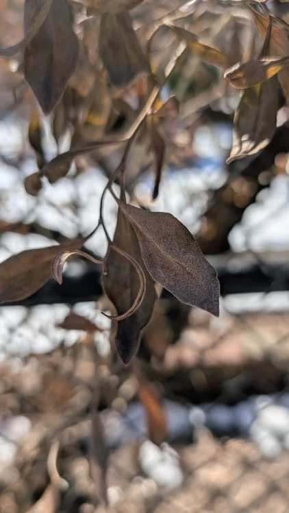 Tiny leaves taken with macro focus